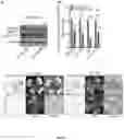 Fig. 23 - COMPOSITIONS COMPRISING SASP MODULATORS AND SENESCENCE ATTENUATORS AND USES THEREOF FOR MODULATING CELLULAR SENESCENCE