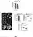 Fig. 24 - COMPOSITIONS COMPRISING SASP MODULATORS AND SENESCENCE ATTENUATORS AND USES THEREOF FOR MODULATING CELLULAR SENESCENCE