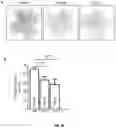 Fig. 47 - COMPOSITIONS COMPRISING SASP MODULATORS AND SENESCENCE ATTENUATORS AND USES THEREOF FOR MODULATING CELLULAR SENESCENCE