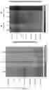 Fig. 03 - PHOSPHORYLATION-BASED MIRNA SENSOR