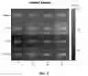 Fig. 05 - PHOSPHORYLATION-BASED MIRNA SENSOR