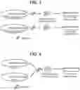 Fig. 04 - TYROSINE PROTOTROPHY