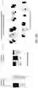 Fig. 19 - DETECTION OF NUCLEASE EDITED SEQUENCES IN AUTOMATED MODULES AND INSTRUMENTS VIA BULK CELL CULTURE