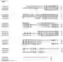 Fig. 96 - Nucleotide sequences and corresponding polypeptides conferring modified phenotype characteristics in plants