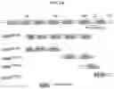 Fig. 05 - Minigene therapy