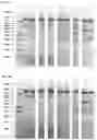 Fig. 10 - Methods and products for expressing proteins in cells