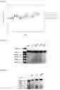 Fig. 11 - Methods and products for expressing proteins in cells