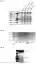 Fig. 13 - Methods and products for expressing proteins in cells