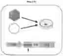 Fig. 10 - Systems and methods for one-shot guide RNA (ogRNA) targeting of endogenous and source DNA