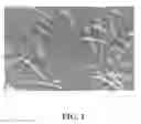 Fig. 03 - FERMENTATION PROCESS FOR PRODUCING D-LACTIC ACID OR ITS SALTS