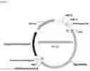 Fig. 02 - COMPOSITIONS AND METHODS RELATED TO BETA-GLUCOSIDASE