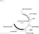 Fig. 03 - COMPOSITIONS AND METHODS RELATED TO BETA-GLUCOSIDASE