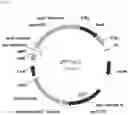 Fig. 04 - COMPOSITIONS AND METHODS RELATED TO BETA-GLUCOSIDASE