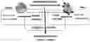 Fig. 01 - System and method for the production, formulation and use of conditioned media, cultured cells and the factors included therein