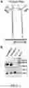 Fig. 12 - Methods for detection of RNase activity