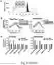 Fig. 13 - Methods for detection of RNase activity