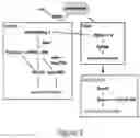 Fig. 03 - Compositions and methods for the diagnosis and treatment of lymphatic system disorders