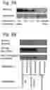 Fig. 04 - Compositions and methods for the diagnosis and treatment of lymphatic system disorders