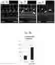 Fig. 10 - Compositions and methods for the diagnosis and treatment of lymphatic system disorders