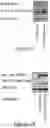 Fig. 12 - Compositions and methods for the diagnosis and treatment of lymphatic system disorders