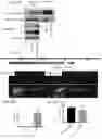 Fig. 13 - Compositions and methods for the diagnosis and treatment of lymphatic system disorders