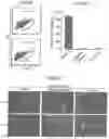Fig. 08 - METHOD FOR SORTING TISSUE CELLS