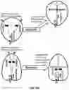 Fig. 07 - Elimination of Basal Plane Dislocation and Pinning the Conversion Point Below the Epilayer Interface for SiC Power Device Applications