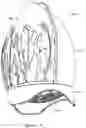 Fig. 05 - Cosmetic makeup sponge/blender container