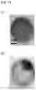 Fig. 19 - Aluminum ion detector, method of manufacturing the same, and aluminum ion detection method using the same