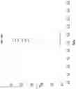 Fig. 45 - Abaloparatide formulations and methods of testing, storing, modifying, and using same