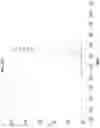 Fig. 49 - Abaloparatide formulations and methods of testing, storing, modifying, and using same