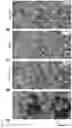 Fig. 07 - Single-cell imaging mass spectrometry