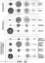 Fig. 11 - Methods related to bronchial premalignant lesion severity and progression