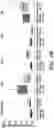 Fig. 20 - Methods related to bronchial premalignant lesion severity and progression
