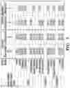 Fig. 24 - Methods related to bronchial premalignant lesion severity and progression