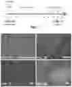Fig. 02 - Methods of differentiating preadipocytes and uses thereof