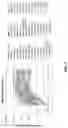 Fig. 07 - Methods of differentiating preadipocytes and uses thereof