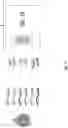 Fig. 02 - Detection, identification, and purification of degradative and non-degradative enzymes in biological samples