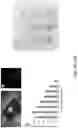 Fig. 22 - Detection, identification, and purification of degradative and non-degradative enzymes in biological samples