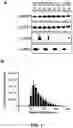 Fig. 02 - Determining a Cancer Prognosis