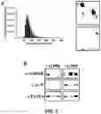 Fig. 06 - Determining a Cancer Prognosis