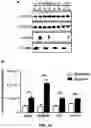 Fig. 22 - Determining a Cancer Prognosis