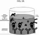 Fig. 05 - METHODS FOR QUANTIFYING INTER-ALPHA INHIBITOR PROTEINS