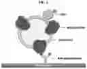 Fig. 03 - METHOD OF MEASURING CHOLESTEROL LEVELS BY USING IMMUNOGENIC METHOD