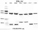 Fig. 06 - METHOD OF MEASURING CHOLESTEROL LEVELS BY USING IMMUNOGENIC METHOD