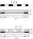 Fig. 05 - Display substrate, method for preparing the same, and display device