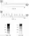 Fig. 09 - Image forming apparatus