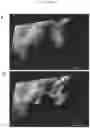 Fig. 15 - Live-cell computed tomography