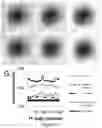 Fig. 22 - Live-cell computed tomography
