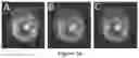 Fig. 24 - Live-cell computed tomography